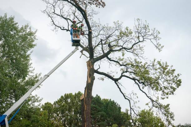 The Steps Involved in Our Tree Care Process in Stacy, MN